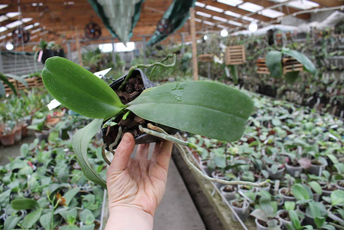 Phalaenopsis tetraspis 'C#1' x Dragon Tree Eagle.jpg