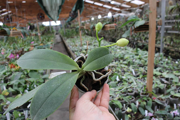 Phalaenopsis philippinensis x (Sogo Yukidian 'V3' - Yungho Gelb Canary).jpg