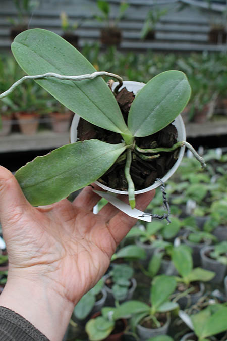 Phalaenopsis Orchid World.jpg