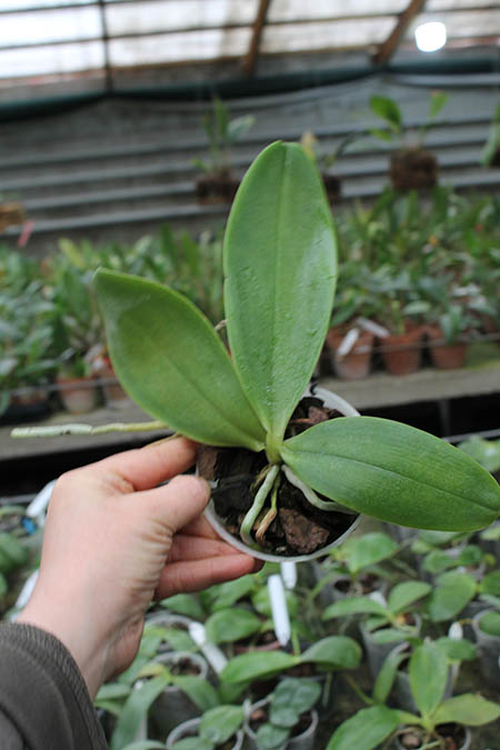 Phalaenopsis Orchid World 'Bonnie Vasquez'.jpg