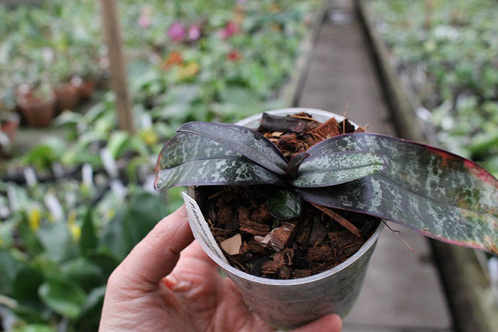 Phalaenopsis stuartiana yellow x sib.jpg