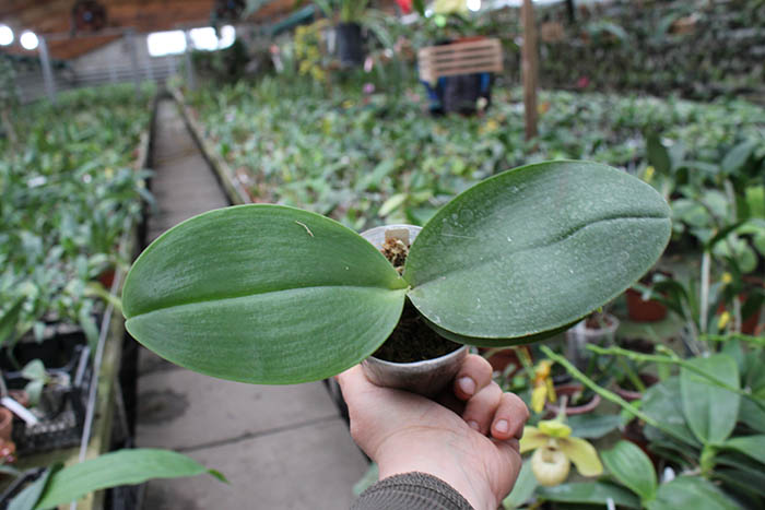 Phalaenopsis Sogo Pony x (Hymen x Sogo Kaiulani).jpg