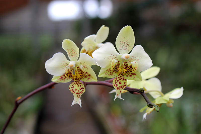 Phalaenopsis stuartiana x nobilis.jpg