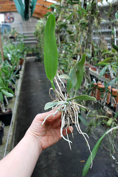 Potinara Chief Sweet Orange 'Sweet Orange'.jpg