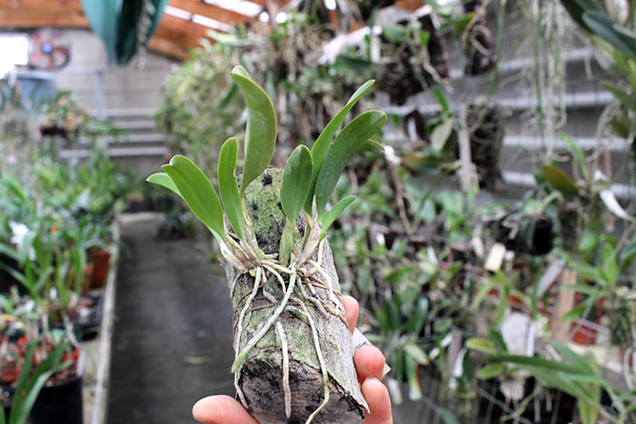 Laelia alaori x praestans.jpg