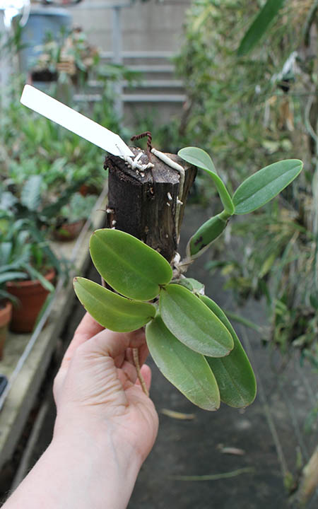 Cattleya nobilior semi-alba.jpg