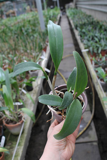 Sophrocattleya June Bug 'Venice Sunshine'.jpg