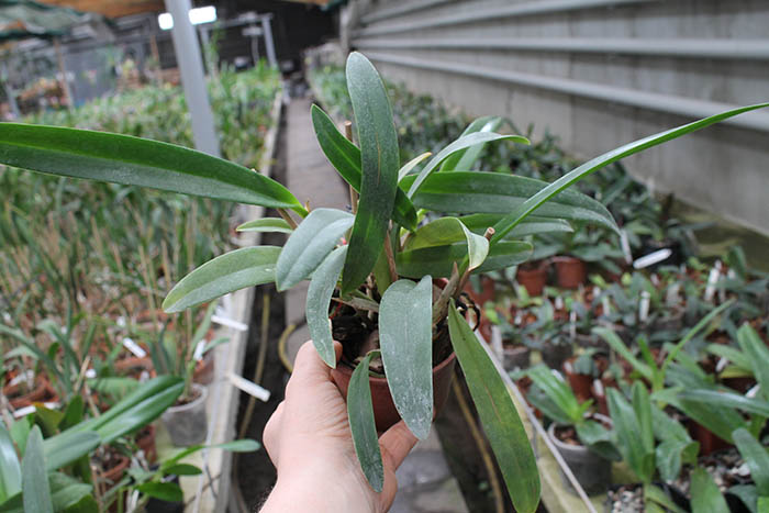 Hawkinsara Koolau Sunset 'Hawaii'.jpg