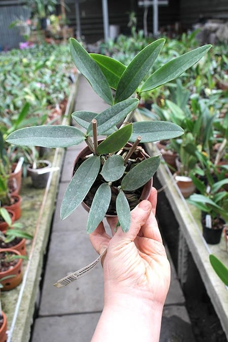 Cattleya schilleriana x Cattleya Peckhaviensis.jpg