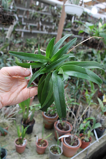 Sarcochilus Rote x Fitzhard.jpg