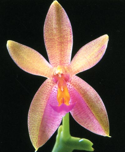 Phalaenopsis Valentinii.jpg