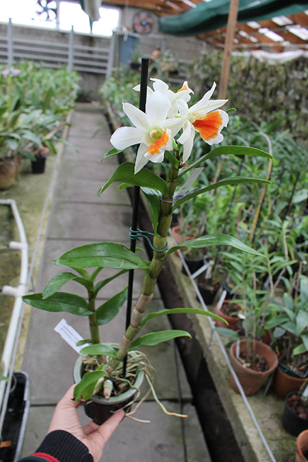 Dendrobium Dawn Marie.jpg