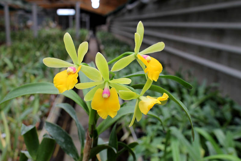 Epicattleya Rene Marques x Potinara Free Spirit.jpg