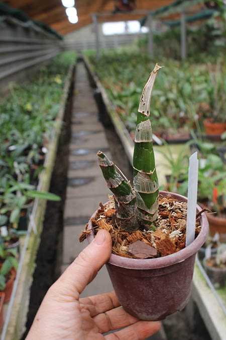 Fredclarkeara After Dark 'SVO Black Pearl'.jpg