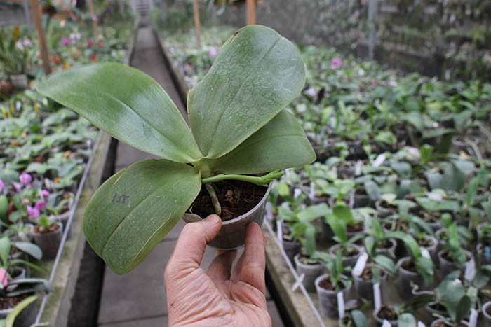 Phalaenopsis Mituo Coral Mambonosa x LD's bear Queen.jpg