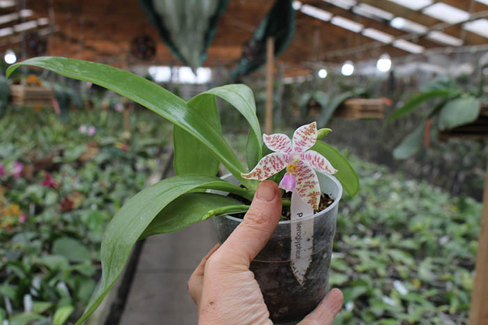 Phalaenopsis hieroglyphicа.jpg