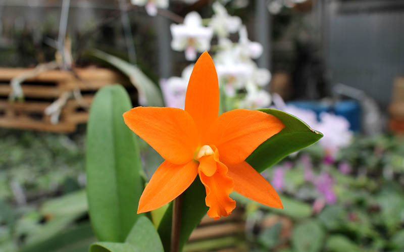 Rhyncattleanthe Young-min Orange 'Golden Satisfaction'.jpg