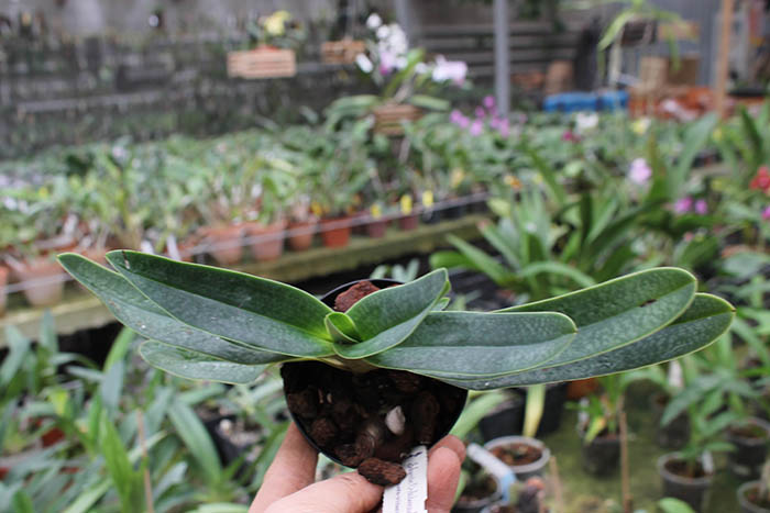 Paphiopedilum kolopakingii topperi x leucochilum alba.jpg