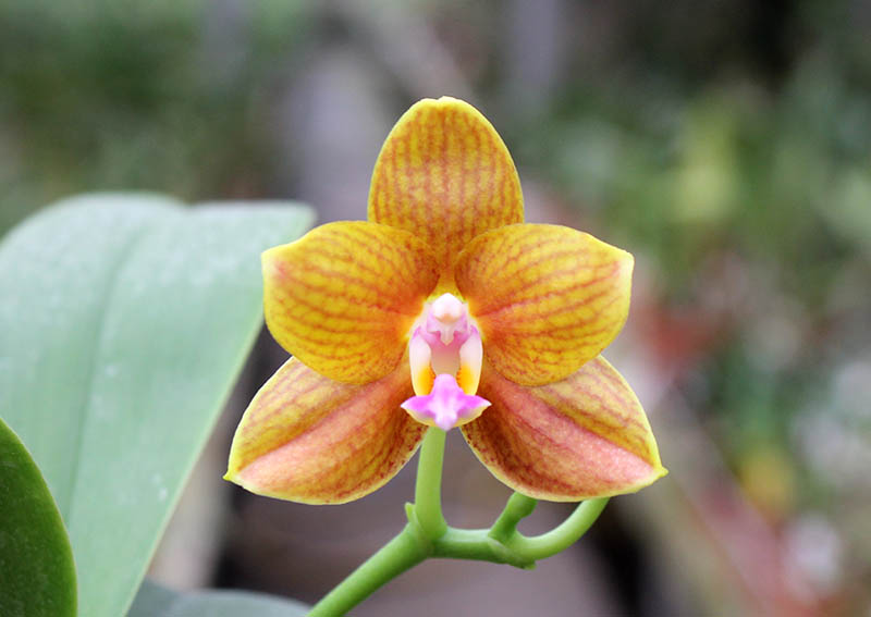Phalaenopsis Lioulin Moon x bellina blue.jpg