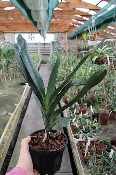 Angraecum sesquipedale.jpg