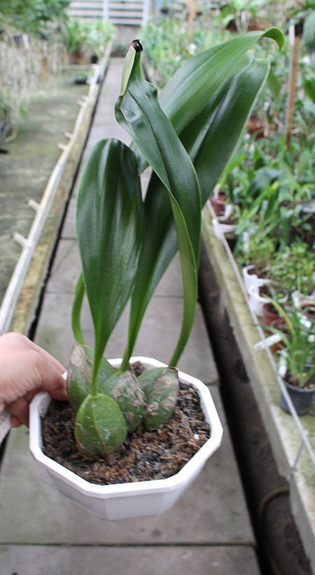 Bulbophyllum carunculatum.jpg