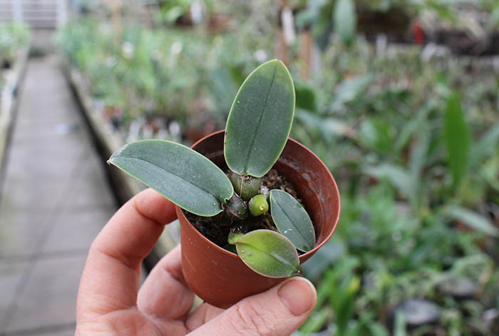 Bulbophyllum fletcherianum.jpg