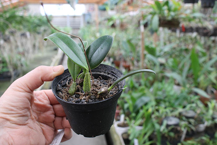 Bulbophyllum jacobsonii flava.jpg