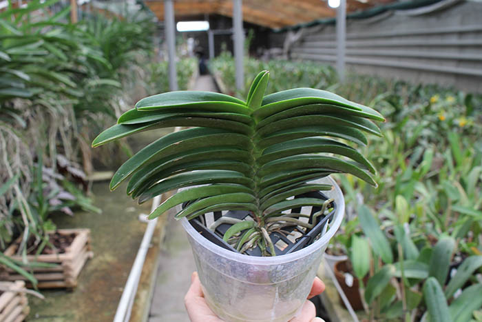 Ascocentrum miniatum.jpg