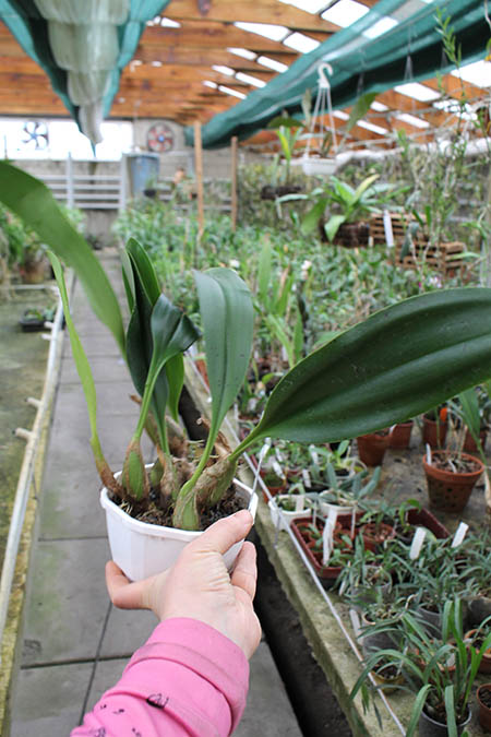 Bulbophyllum lobbii var sulawesi.jpg