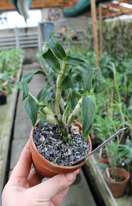 Dendrobium victoria reginae x cuthbersonii.JPG