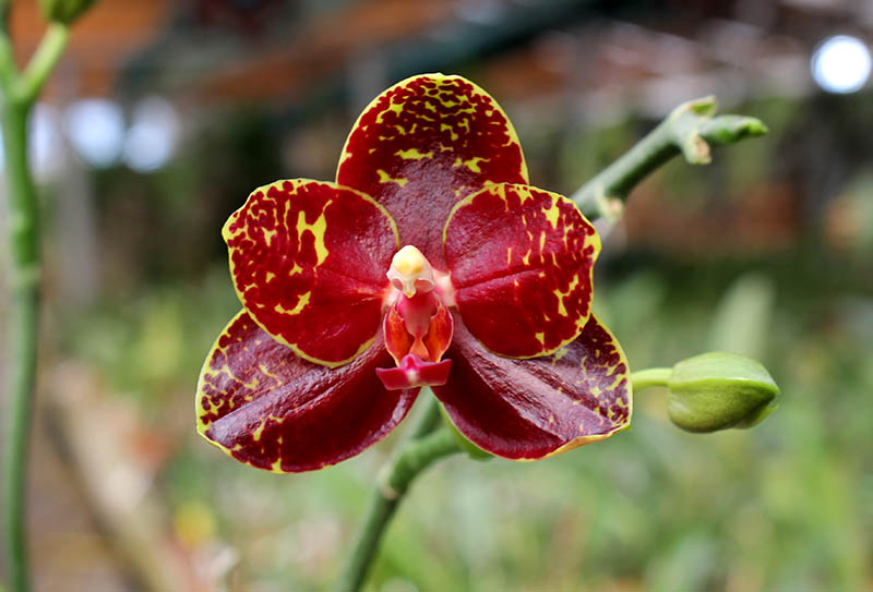 Phalaenopsis Chang Jo (Chang Jhih Rose x Jong's Gigan Cherry).jpg