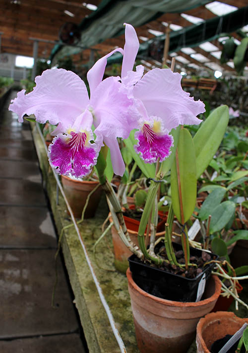 Cattleya lueddemanniana (coerulea 'Mariauxi' x tipo) x coerulea 'Tania'.jpg