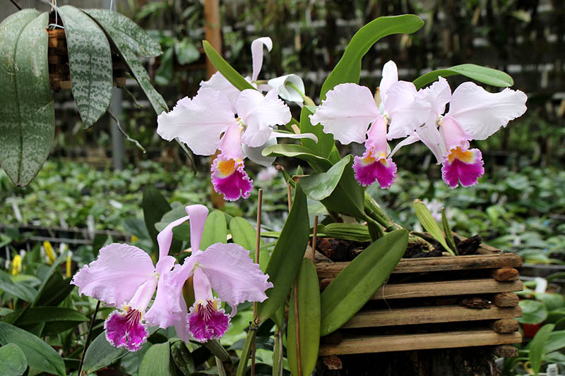 Cattleya species.jpg