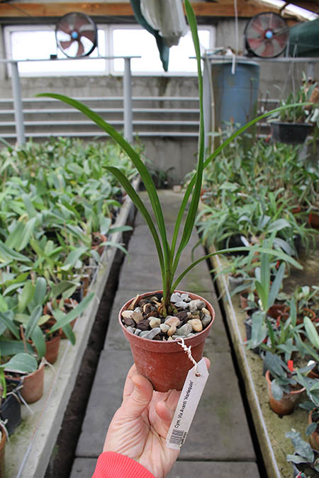 Cymbidium Via Avanti 'Harlequin'.jpg