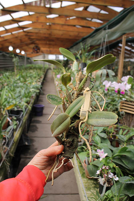 Cattleya walkeriana var princeps.jpg