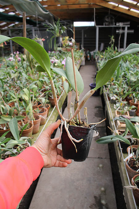 Cattleya walkeriana x Cattleya dolosa alba.jpg