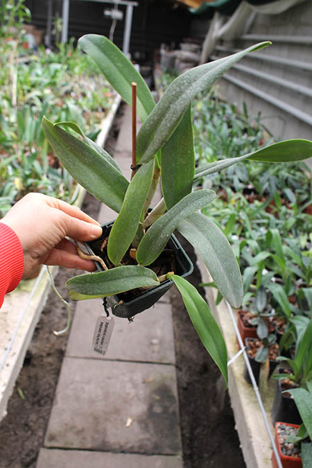 Laeliocattleya Tahoe Rose fma coerulea.jpg