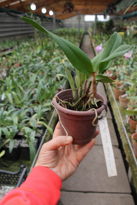Laeliocattleya Mini Purple 'Blue Pacific' (pumila x walkeriana).jpg