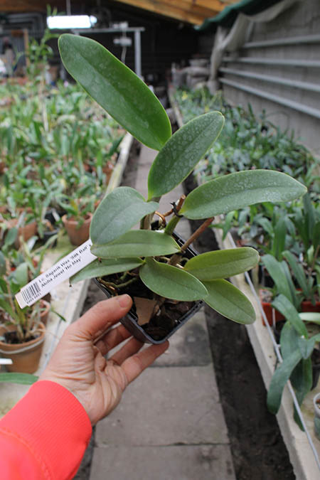Laeliocattleya Sagarik Wax 'Fragrant Sky' x Cattleya walkeriana 'tipo'.jpg