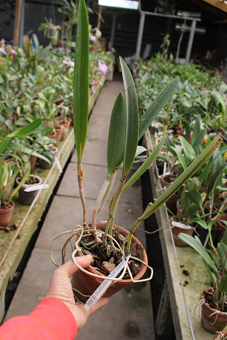 Brassocattleya Little Marmaid 'Janet'.jpg