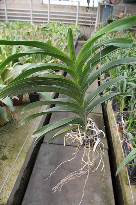 Vanda Chulee x Pak Chong Blue.jpg