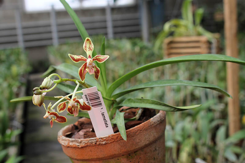 Vanda lamellata.jpg