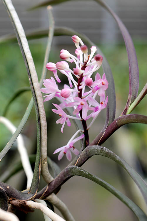 Ascocentrum christensonianum.jpg