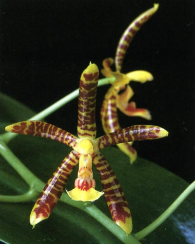 Phalaenopsis Mannicata.jpg