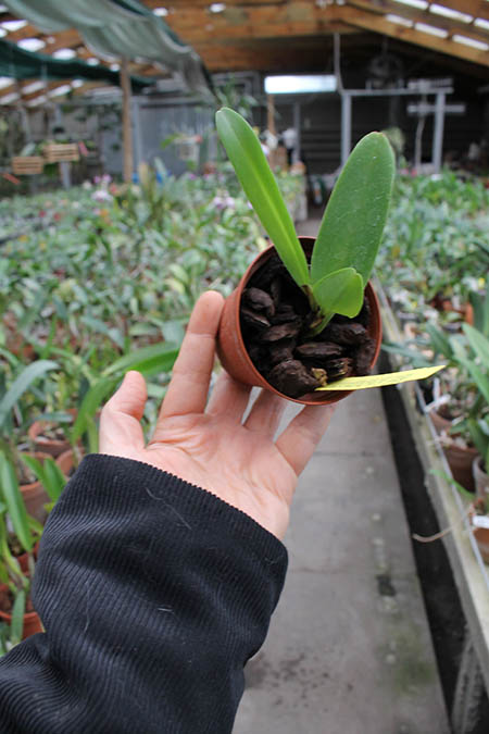 Cattleya dowiana aurea.jpg
