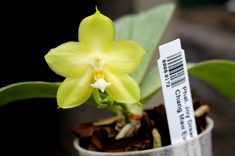 Phalaenopsis Joy Dreamy Jade '#2' x Chang Maw Evergreen.jpg