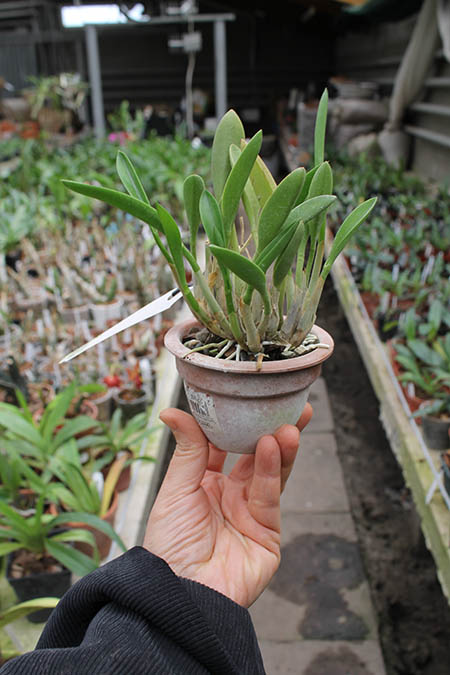 Laelia lucasiana.jpg