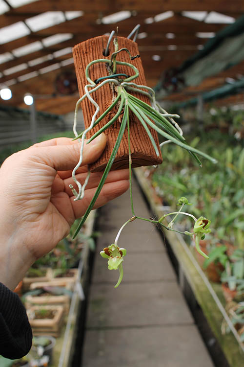 Holcoglossum quasipinifolium.jpg
