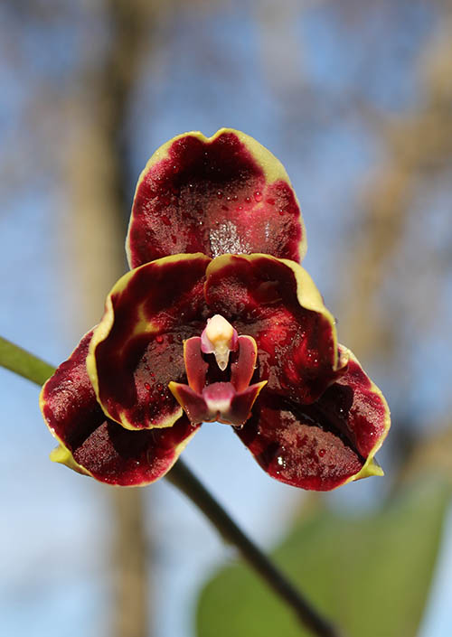 Phalaenopsis Chiu Jih Pearl 'Chiu Jih' x Yaphon Goldnight '#3'.jpg