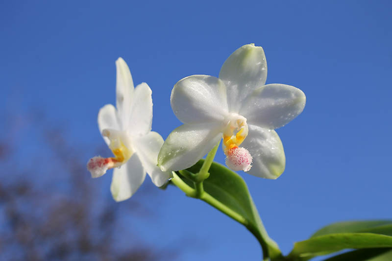 Phalaenopsis philippinensis x (Sogo Yukidian 'V3' - Yungho Gelb Canary).jpg